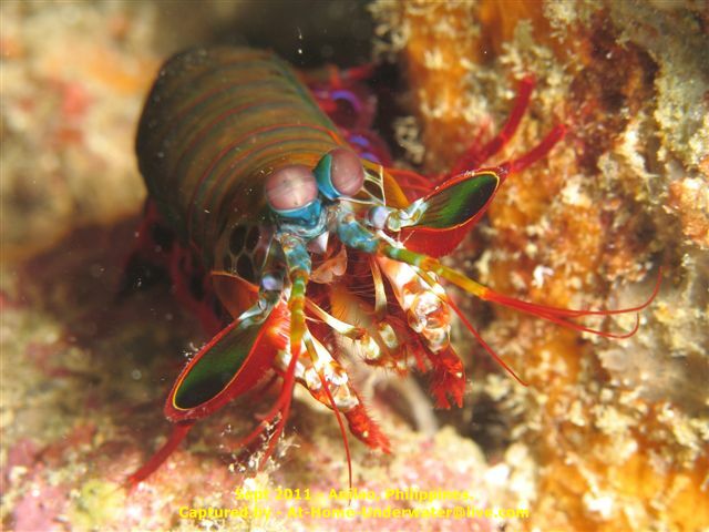 Anilao Sep 2011