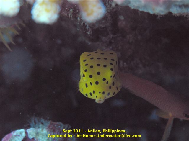 Anilao Sep 2011