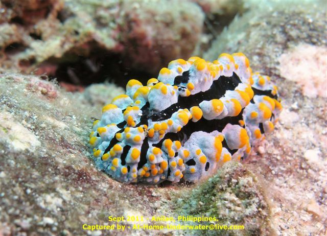 Anilao Sep 2011