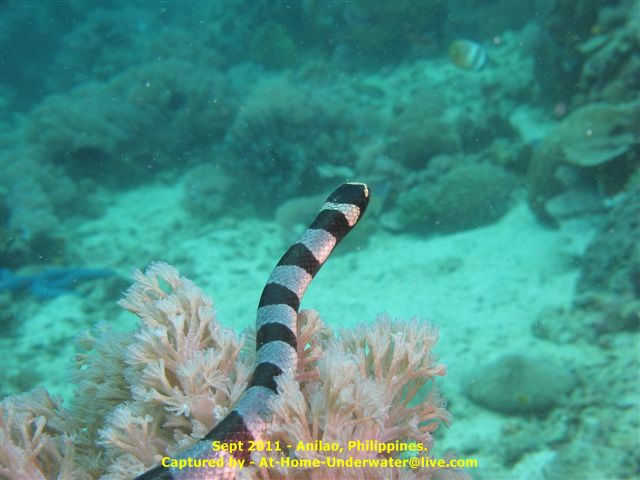 Anilao Sep 2011