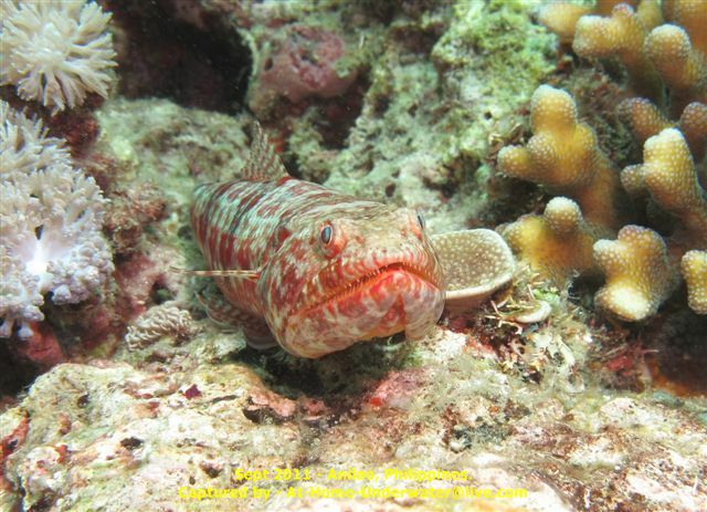 Anilao Sep 2011