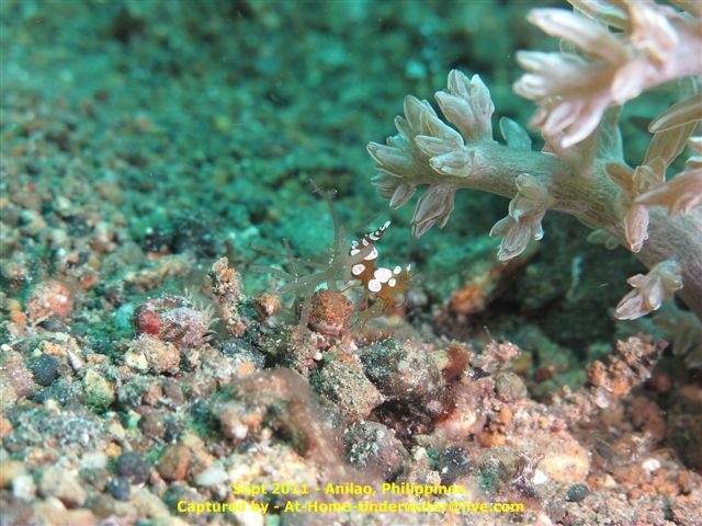 Anilao Sep 2011