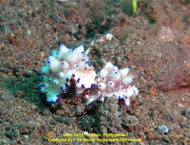 Anilao Sep 2011