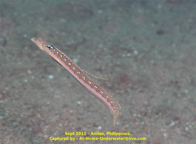 Anilao Sep 2011