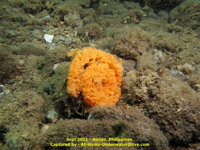 Anilao Sep 2011