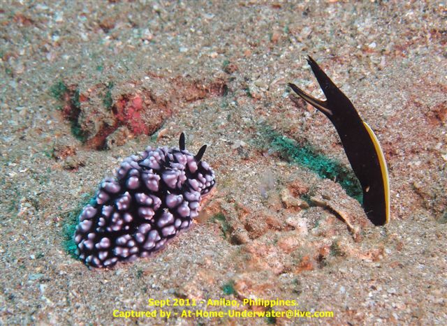 Anilao Sep 2011