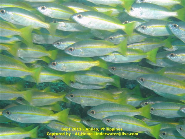 Anilao Sep 2011