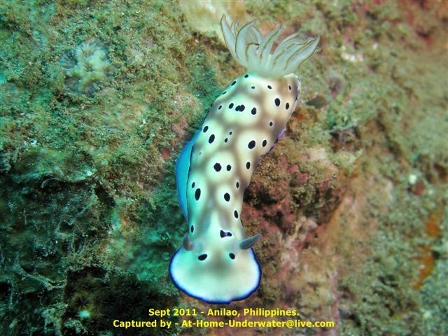 Anilao Sep 2011