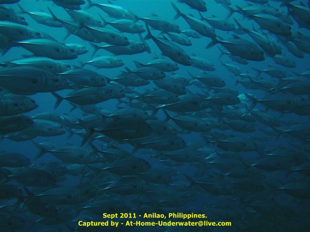 Anilao Sep 2011