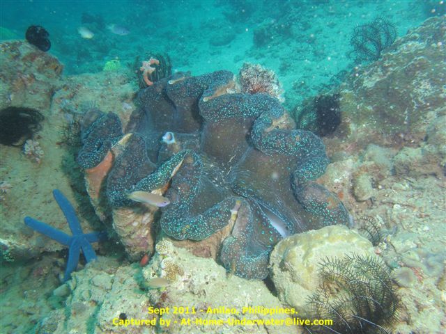 Anilao Sep 2011