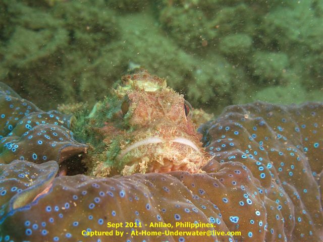 Anilao Sep 2011