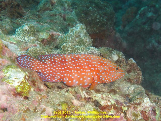 Anilao Sep 2011