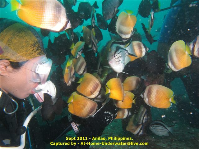 Anilao Sep 2011