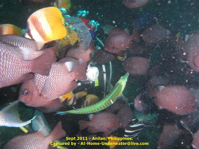 Anilao Sep 2011