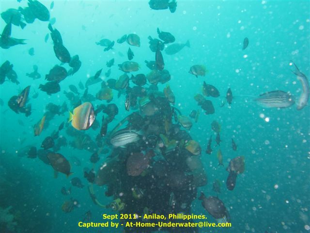 Anilao Sep 2011