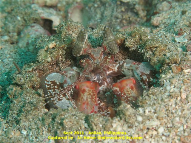 Anilao Sep 2011