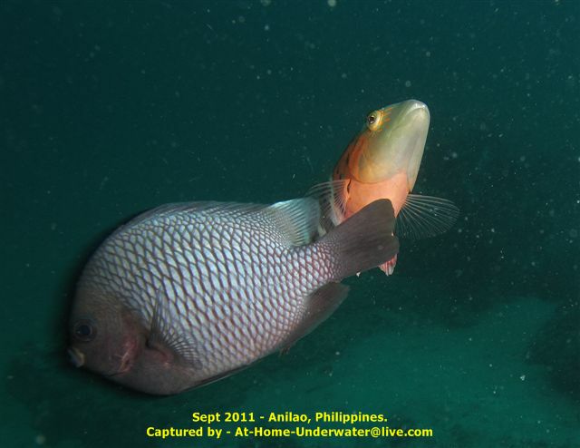 Anilao Sep 2011