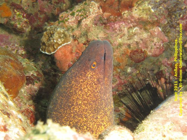 Anilao Sep 2011