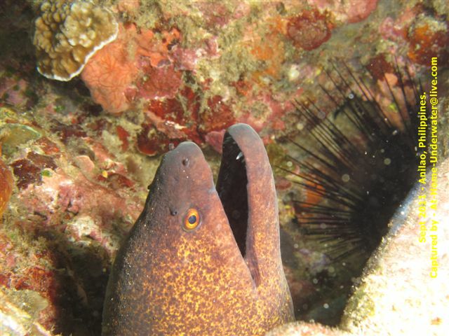 Anilao Sep 2011