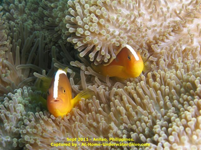 Anilao Sep 2011