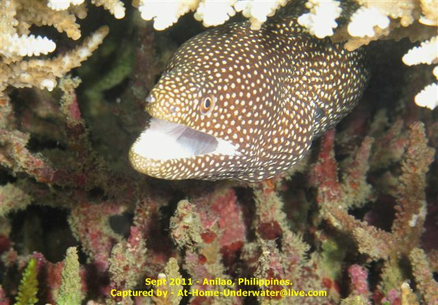 Anilao Sep 2011