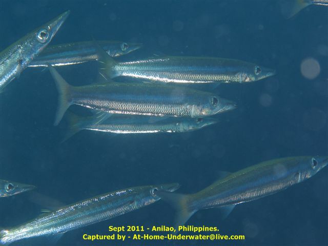 Anilao Sep 2011