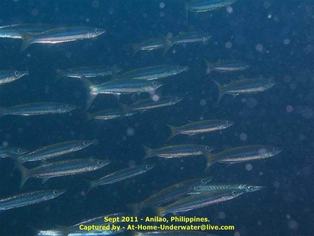 Anilao Sep 2011