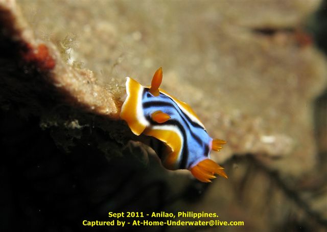 Anilao - Sept 2011
