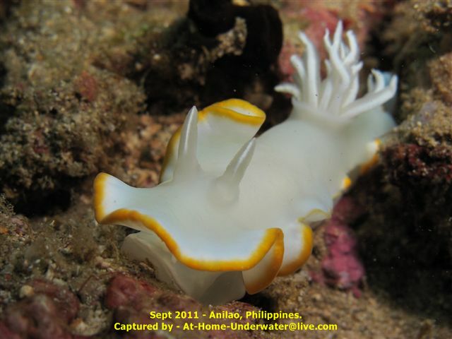 Anilao - Sept 2011