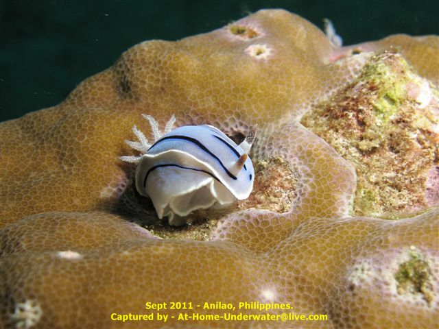 Anilao - Sept 2011