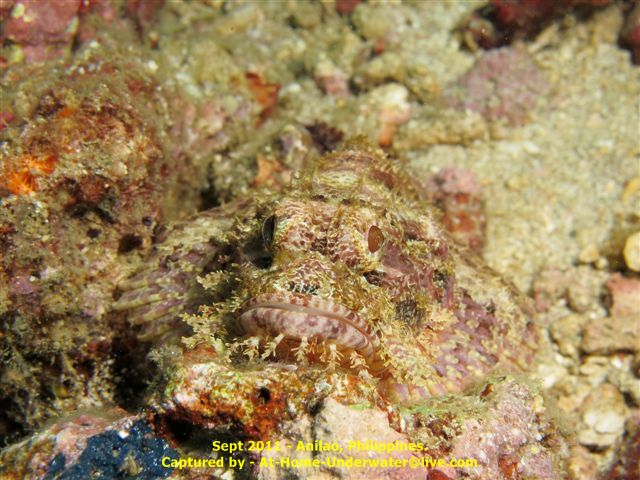 Anilao - Sept 2011