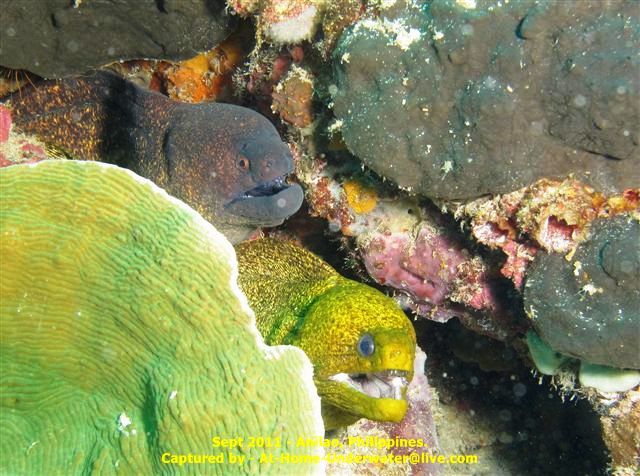 Anilao Sept 2011