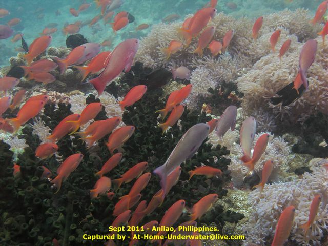 Anilao Sept 2011