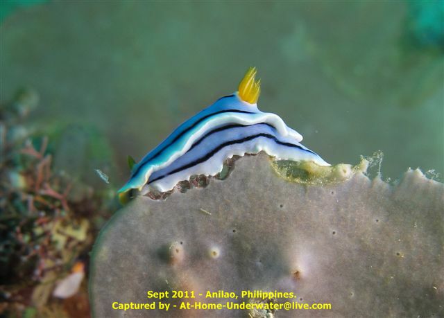 Anilao Sept 2011