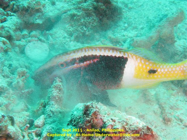 Anilao Sept 2011