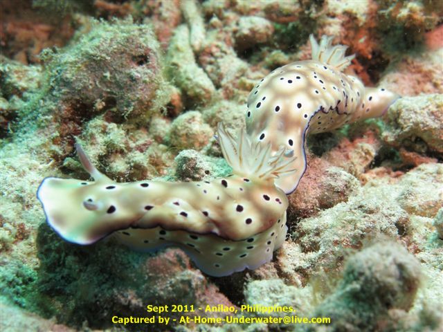Anilao Sept 2011