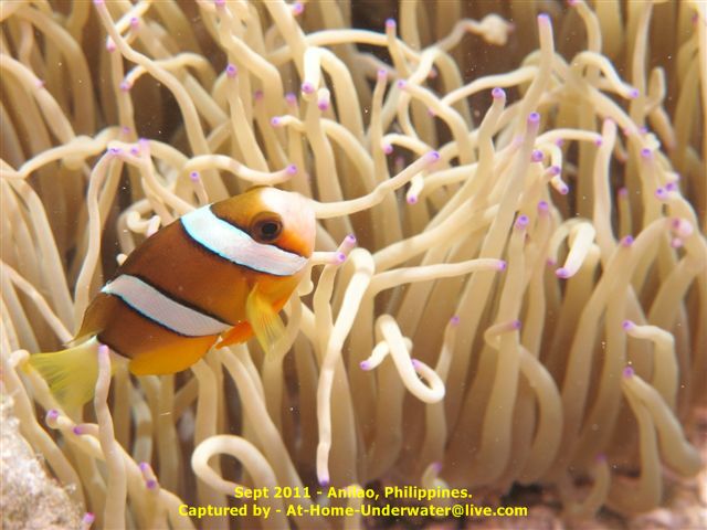 Anilao Sept 2011
