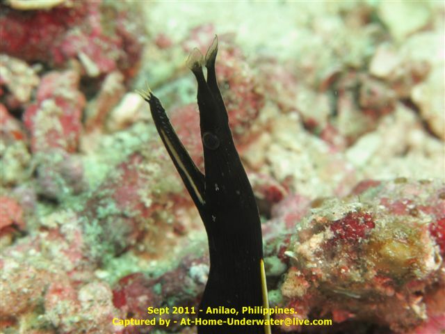 Anilao Sept 2011