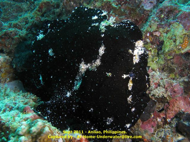 Anilao Sept 2011