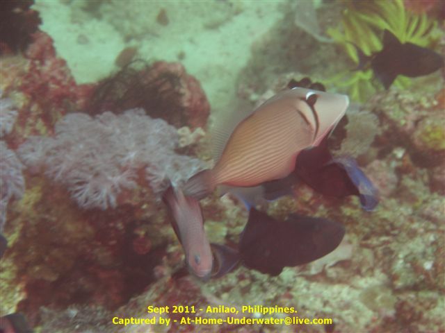 Anilao Sept 2011