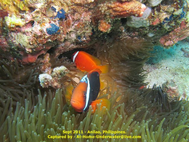Anilao Sept 2011
