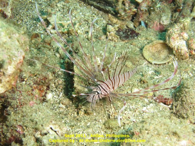 Anilao Sept 2011