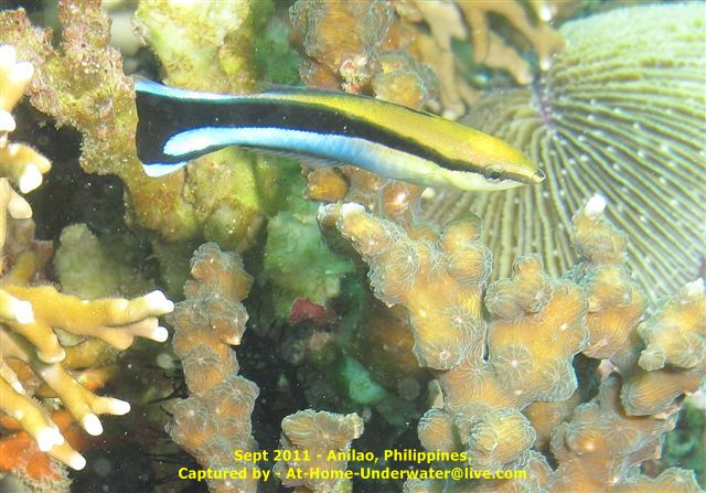 Anilao Sept 2011
