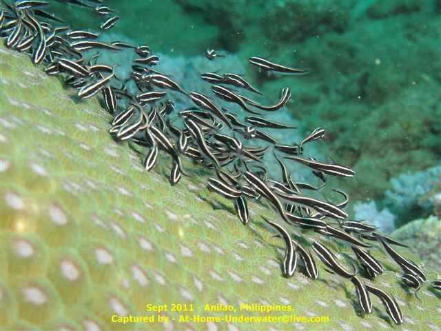 Anilao Sept 2011