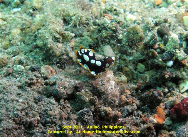 Anilao Sept 2011
