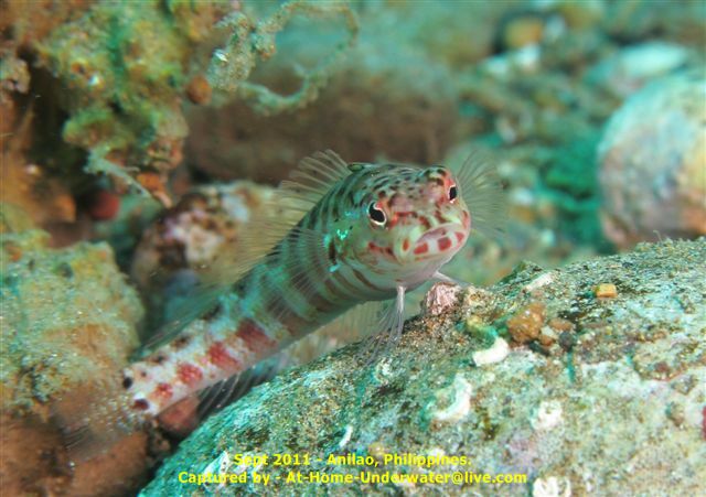 Anilao Sept 2011