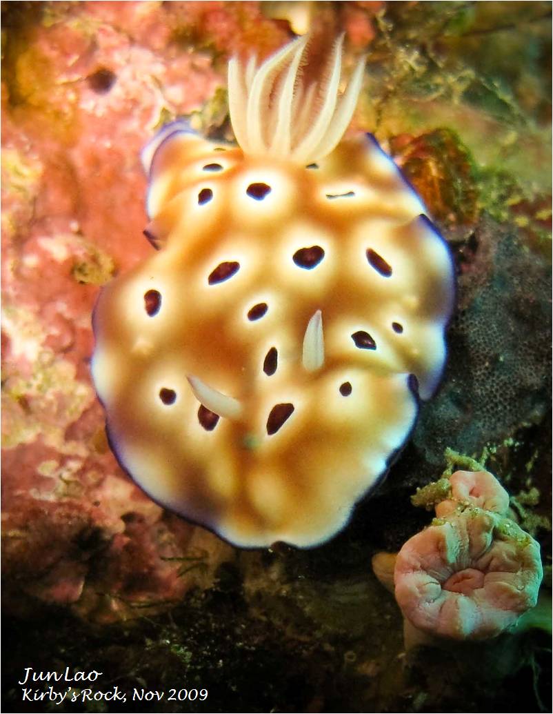 anilao