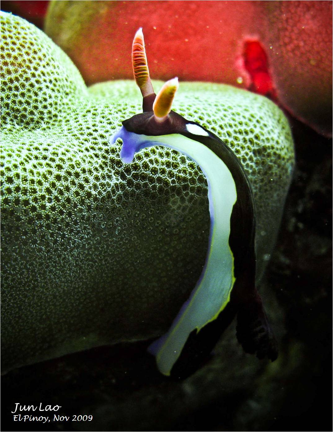 anilao