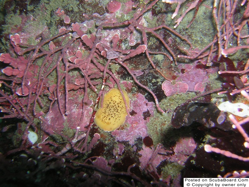 Anisodoris nobilis