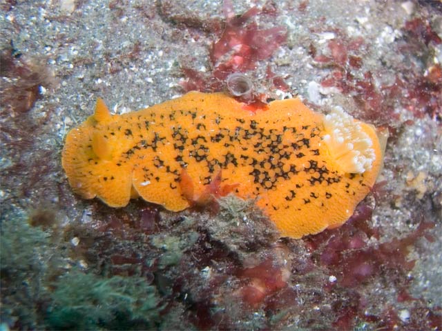 Anisodoris nobilis